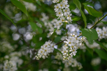 Fototapeta premium Beautiful white blossoms of a bird cherry on a branch outdoors.