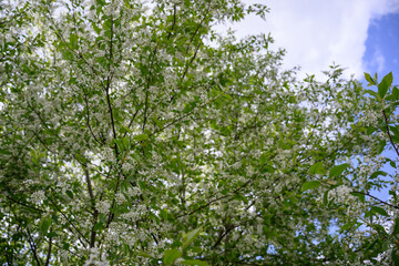 Fototapeta premium Beautiful white blossoms of a bird cherry on a branch outdoors.