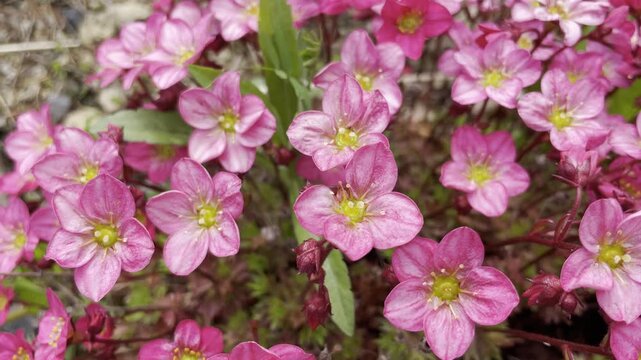 Beautiful pink saxifraga flowers in spring, garden macro
