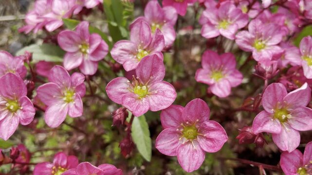 Vibrant pink blossoms of rockfoil plant with dew drops