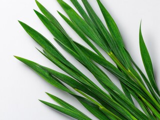 Fototapeta premium Close up of vibrant green blades of grass