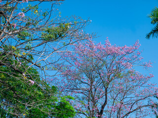 Fototapeta premium Beautiful pink tabebuia rosea trumpet tree flowers blooming on bare branches against vibrant clear blue sky background