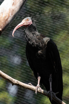 Portr&auml;t eines Waldrapps im Leipziger Zoo - Der Waldrapp ist einer der seltesten und vom Aussterben bedrohten V&ouml;gel der Welt