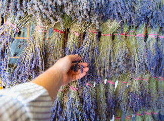 Horizontal wide angle close up shot of a person's hand touching bundles of dried purple lavender hanging in rows. Selective focus on the hand and foreground bunches with copy space © Igor