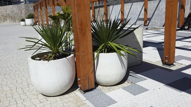 Fresh green yucca plants in white concrete pots line a modern outdoor walkway beneath a wooden pergola, casting geometric shadows on patterned pavement in daylight