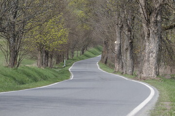 Obraz premium Winding Rural Road Through Spring Tree Alley 