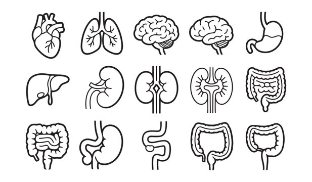 A comprehensive set of human internal organ line illustrations including heart, lungs, brain, and kidneys