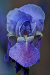 Iris bleu © Pascal Cointe