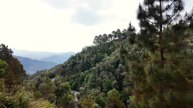 misty pine forest landscape with kalka shimla toy train himachal pradesh india