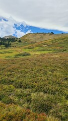 Fototapeta premium Magnifiques paysages de champs de myrtilles au pied du Pic de Tarbesou l'été (Pyrénées arigéoises)