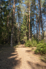 Fototapeta premium A path in the forest surrounded by tall trees on a clear day with sunlight shining through the branches during daytime hours in a natural environment