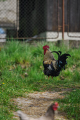Adult rooster outside in the grass. © lapis2380