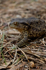 Fototapeta premium A toad rests on the forest ground surrounded by dried leaves, grass, and pine needles. The animal blends with its earthy environment during daylight hours while staying still