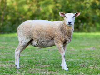 Fototapeta premium A healthy sheep with light wool stands calmly in a vibrant green pasture, looking directly at the viewer. The background is softly blurred.