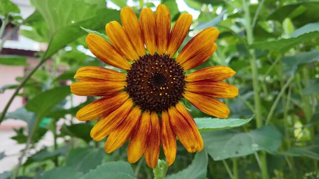 Vibrant sunflower blooms with striking orange and yellow petals, radiating beauty in natures garden, showcasing its intricate center and lush green leaves.