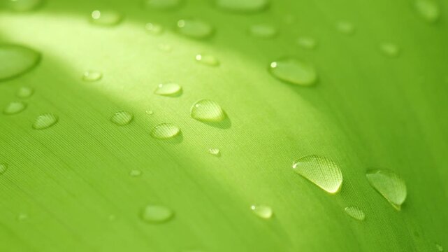 Water drops on green banana leaf, Crystal clear raindrops purity nature background