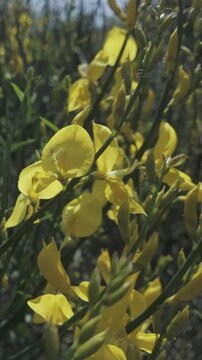 Vertical footage, vivid yellow flowers of Spanish broom, Spartium junceum sway in spring breeze on bright sunny day