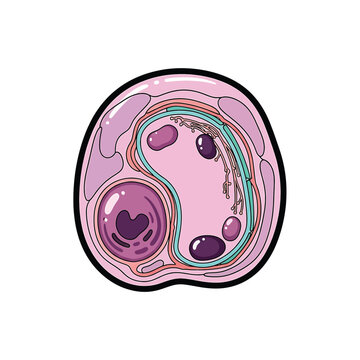 Detailed illustration of a cell.