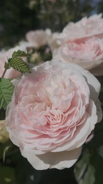 Vertical footage, Close-up of light rose colored of Memorial roses (Rosa lucieae) swaying in wind 