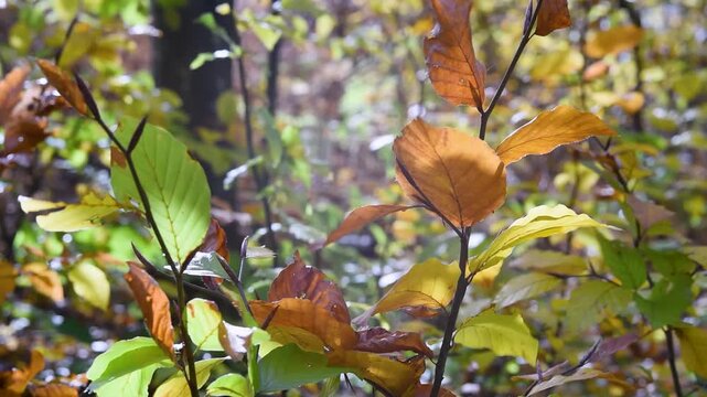Twig with green and brown leaves in autumn close up, leaves flicker in with