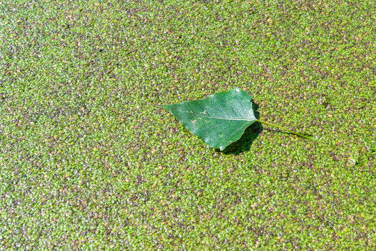 Odessa, Ukraine: a fallen autumn tree leaf on the surface of a eutrophic artificial lake in a park overgrown with floating aquatic plants