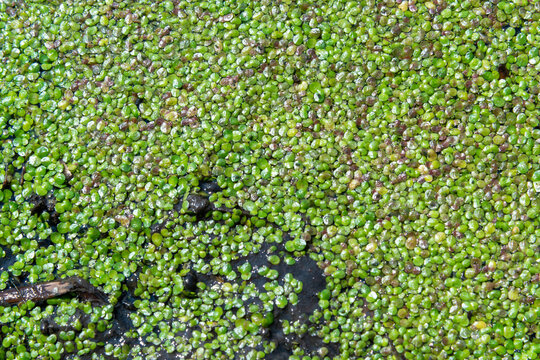Odessa, Ukraine: a dense mat of duckweed (Lemna minor) and watermeal (Wolffia)