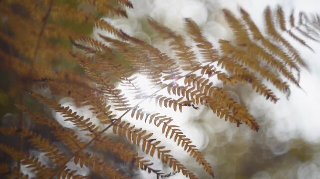 Fern in autumn close up, orange color and sun glowing in background