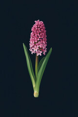 Obraz premium hyacinth on black background
