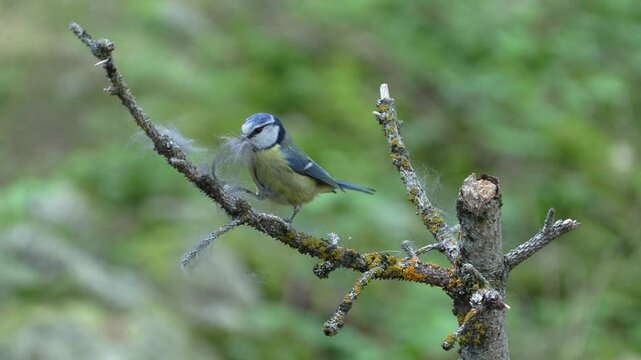 Cinciarella (Cyanistes caeruleus) Blue	