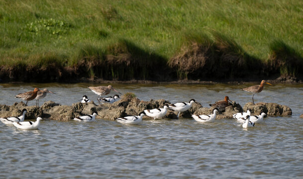 Avocette &eacute;l&eacute;gante, Barge &agrave; queue noire,