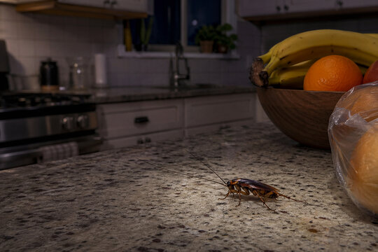 Cockroach crawling on kitchen countertop near fruit bowl. Pest infestation in home. Unsanitary condition and hygiene issue at house. Dangerous insect spreading bacteria at food area.
