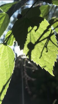 Vertical footage, Close-up of green leaves and fruits of Hackberry tree in evening light, backlight. Bottom-up view of green foliage of beaverwood tree at sunbeams. Sunshine shining through foliage