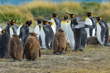 Fototapeta premium group of penguins