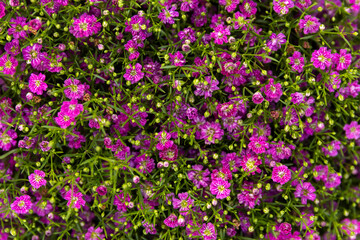 Fototapeta premium A background of blooming purple wildflowers
