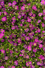 Obraz premium A background of blooming purple wildflowers