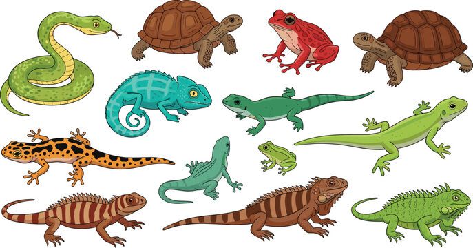 Reptile and amphibian animal collection vector set featuring snake turtles lizards iguanas chameleon frog and salamander illustrations