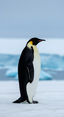 Obraz premium Emperor penguin standing on ice in Antarctica. Polar animal in natural habitat. Wildlife photography showcasing majestic creature in frozen wilderness. Wilderness conservation concept.