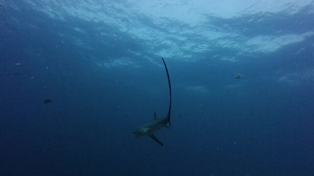 Pelagic Thresher Shark swimming in the deep blue ocean