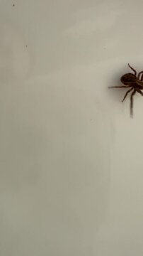 Small Brown Spider Crawling on White Surface Isolated Close-up