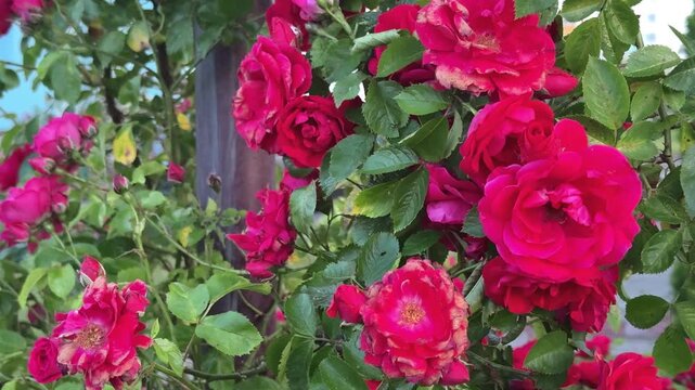 Beautiful Red Climbing Roses in Bloom Swaying in the Wind