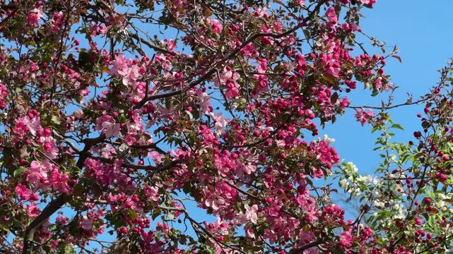 Vibrant Pink Apple Tree Blossoms Swaying in the Wind Under Blue Sky