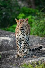 Fototapeta premium Untamed Beauty: A Powerful Male Leopard Surveying His Territory in Ceylon
