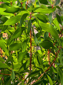 Sydney Acacia Leaves Australia 3