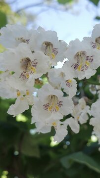 Vertical footage, close-up of white flowers of blooming Indian bean tree (Catalpa bignonioides) swaying in breeze.