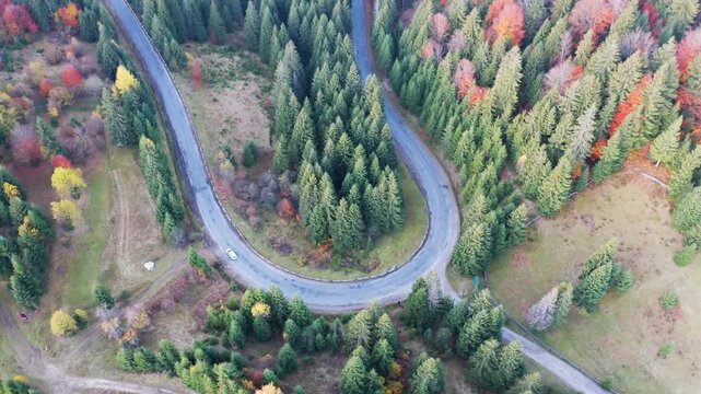 Cars drive along the highway into the distance of the Carpathian mountains in a fir forest in Ukraine