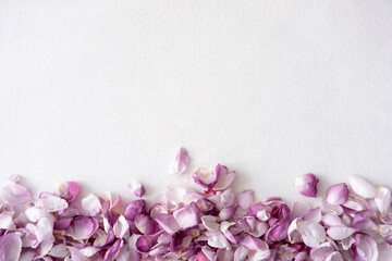 Pink and white rose petals scattered along the bottom of a white textured background with generous copy space. Perfect for beauty, wedding, and lifestyle brands. Best for wedding design © Soelma