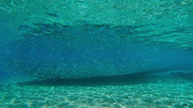 Millions of small fish form solid, impenetrable mass in crystal clear water of shallows that stretches across frame. Dense, dark shadow they cast on sands provides perfect sense perspective