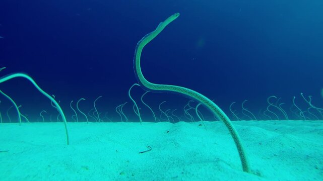 Long, Spotted Garden Eels sticking out from sandy bottom and wriggling to catch plankton floating by. Indo-Pacific Garden Eel (Gorgasia sillneri) wriggle in dances to eat plankton against blue water