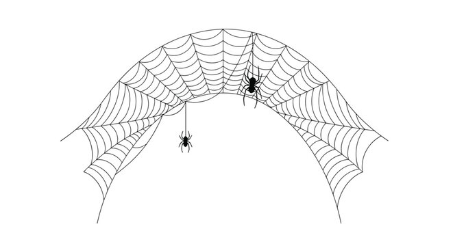 Black spiders hanging from an arched spider web illustration perfect for halloween decorations or spooky nature themes.
