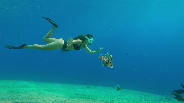 Long-haired girl in mask in depths to watch group of Red Lionfish swimming in blue water. Young woman snorkels swimming dangerously close to lionfish in deep sea and looking at them